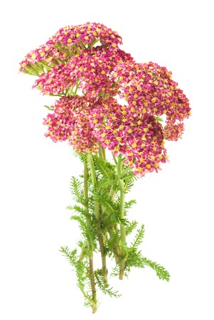 Milfoil flowers isolated  on a white backgroundの写真素材