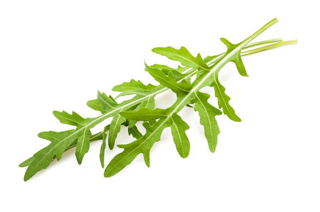 Arugula sprig isolated on whiteの写真素材