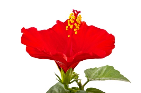 Red hibiscus flower isolated on white background の写真素材