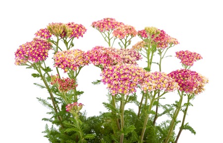 Milfoil branches with flowers isolated  on a white backgroundの写真素材