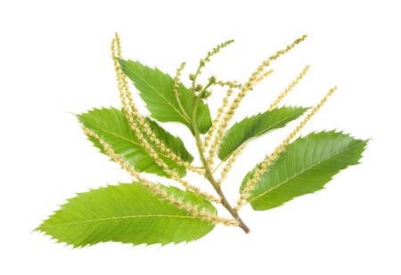 chestnuts branch with catkins isolated on whiteの写真素材