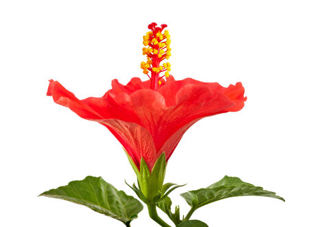Red hibiscus flower isolated on white background の写真素材