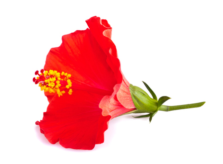 Red hibiscus flower isolated on white background の写真素材