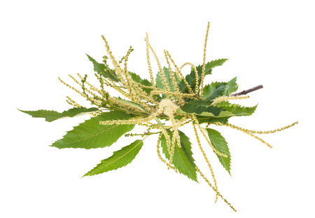 chestnut branch isolated on whiteの写真素材