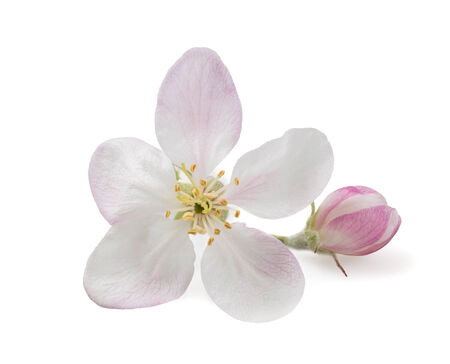 Apple Flower with bud isolated on  whiteの写真素材