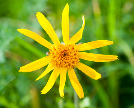 Arnica montana, yellow mountain flowerの写真素材