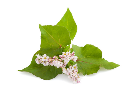 Buckwheat flowers isolated on white backgroundの写真素材