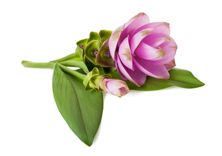 Siam tulip or Curcuma flower isolated on white backgroundの写真素材