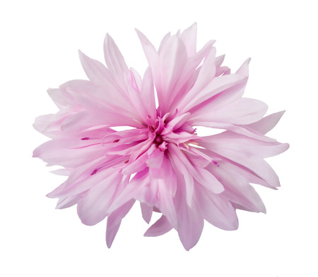 Pink cornflower isolated on white backgroundの写真素材