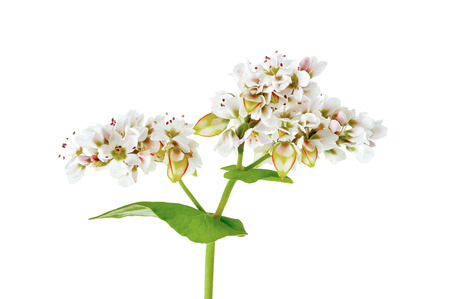 Buckwheat flowers isolated on white backgroundの写真素材