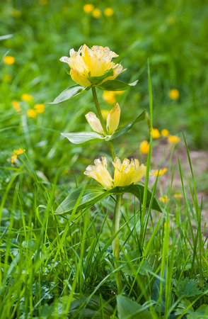 Yellow gentian on a green meadowの写真素材
