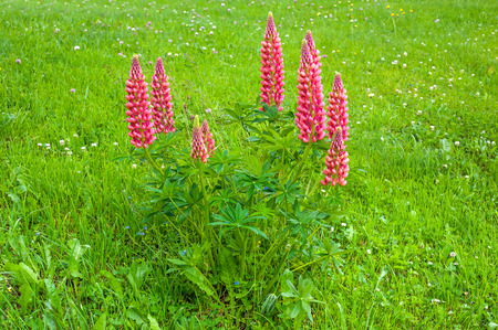 blooming lupines in a mountain pasture on the Alpsの写真素材