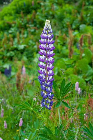 blooming lupines in a mountain pasture on the Alpsの写真素材