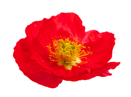 Single red poppy flower isolated on white backgroundの写真素材