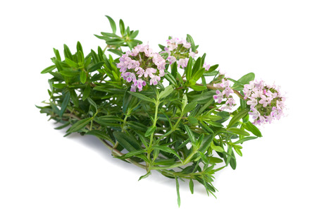 Savory bunch with flowers isolated on white backgroundの写真素材