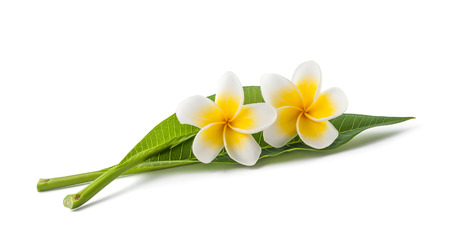 Frangipani flowers with leaves isolated on whiteの写真素材
