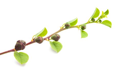 Caper branch with leaves and fruits  isolated on whiteの写真素材