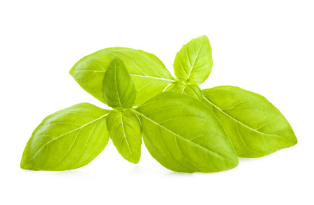 Basil leaves isolated on white backgroundの写真素材