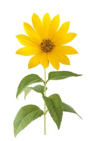 Jerusalem artichoke flower (topinambur) isolated on whiteの写真素材
