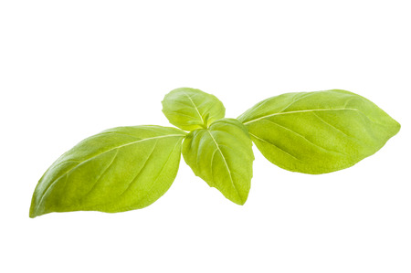 Basil leaves isolated on white backgroundの写真素材
