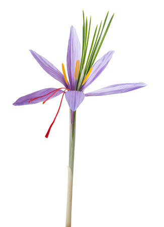 saffron crocus flowers isolated on white backgroundの写真素材