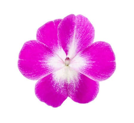 pink impatiens flower isolated on white backgroundの写真素材
