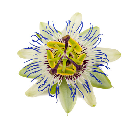 passion flower isolated on white backgroundの写真素材