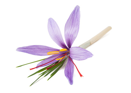 saffron crocus flowers isolated on white backgroundの写真素材
