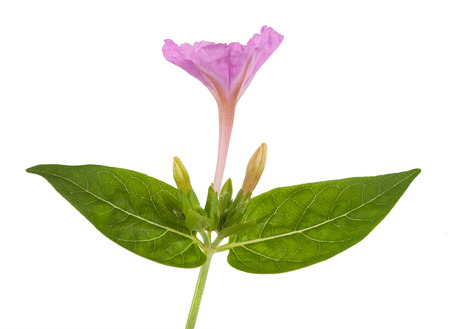 four o clock flowerの写真素材