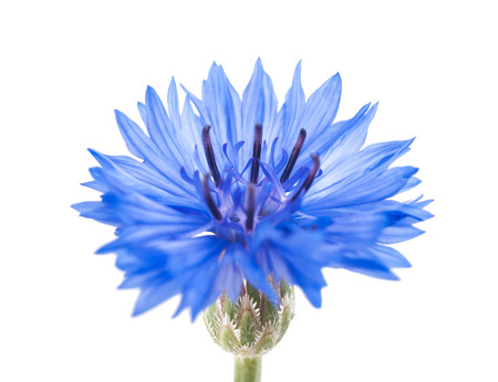Blue cornflower isolated on white backgroundの写真素材
