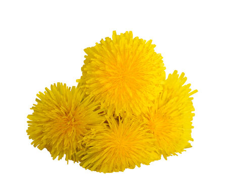 Dandelion flowers isolated on white background.の写真素材