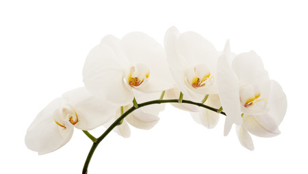 white orchid flower isolated on white backgroundの写真素材