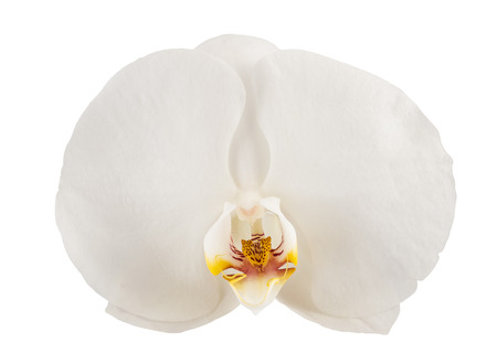 white orchid flower isolated on white backgroundの写真素材