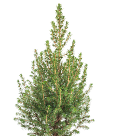 white spruce plant  isolated on white backgroundの写真素材