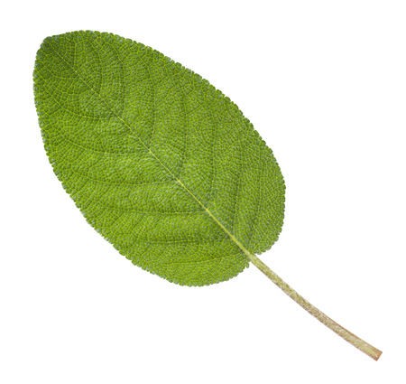 Sage leaf isolated on white backgroundの写真素材