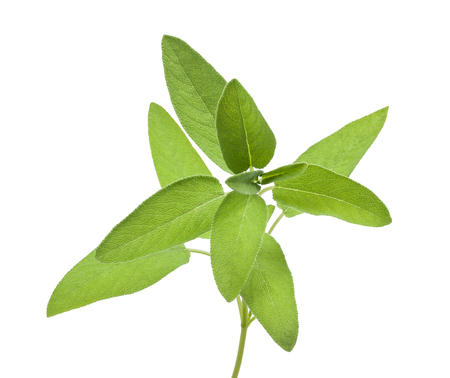 Fresh Sage bunch isolated on white backgroundの写真素材