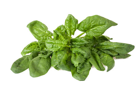 Fresh spinach leaves isolated on white backgroundの写真素材
