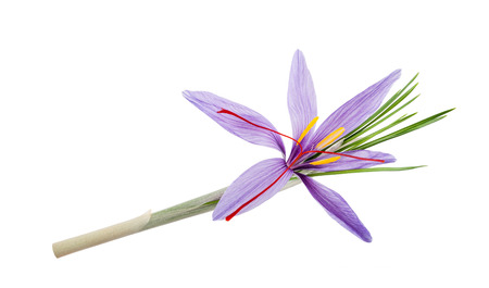 saffron crocus flowers isolated on white backgroundの写真素材