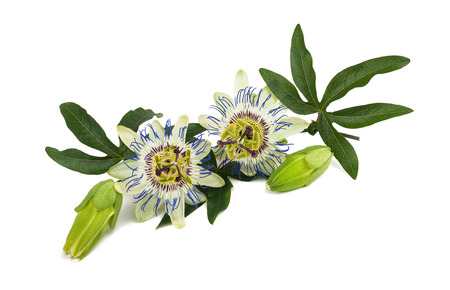 Passion flower (Passiflora) isolated on white background.の写真素材