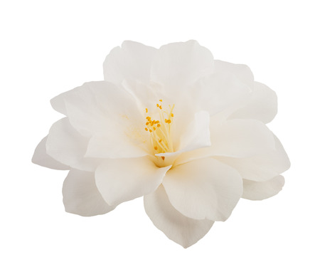 camellia flower  isolated on whiteの写真素材