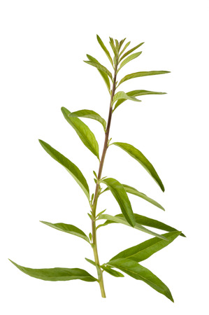 Lippia polystachya (verbena) isolated on white backgroundの写真素材
