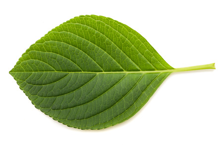 Hydrangea leaf isolated on white backgroundの写真素材