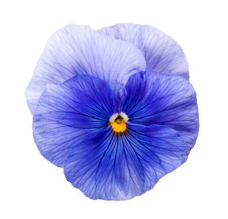 Violet flower isolated on whiteの写真素材