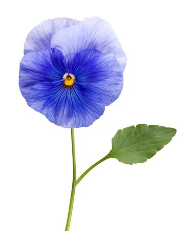 Violet flower isolated on whiteの写真素材