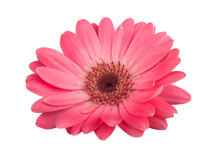 Pink gerbera daisy with stem isolated on whiteの写真素材