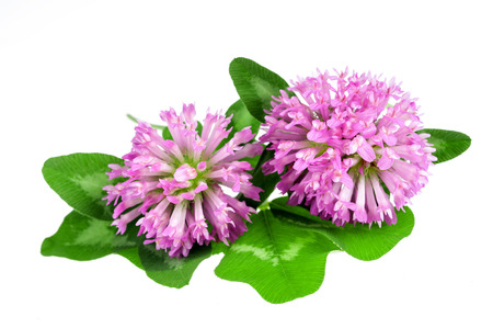 Red clover flower and leaves isolated on white backgroundの写真素材