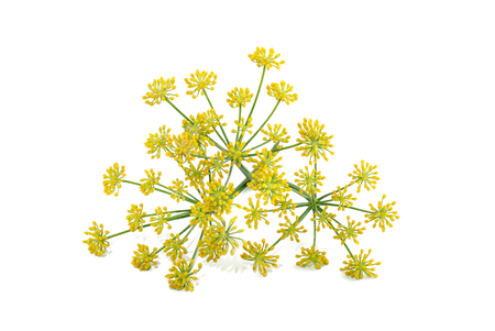 Wild fennel flowers isolated on white backgroundの写真素材