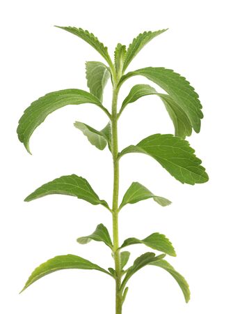 Stevia rebaudiana plant  isolated on white backgroundの写真素材