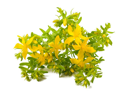 St. John's wort isolated  on white backgroundの写真素材