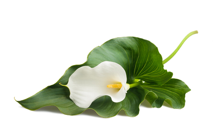 White calla lily with leaf isolated on white.の写真素材